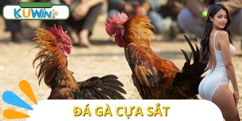 Đá Gà Cựa Sắt