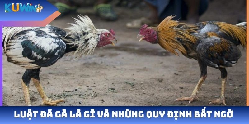 Luật đá gà