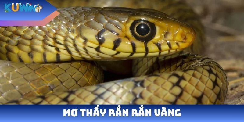 Mơ thấy rắn rắn vàng