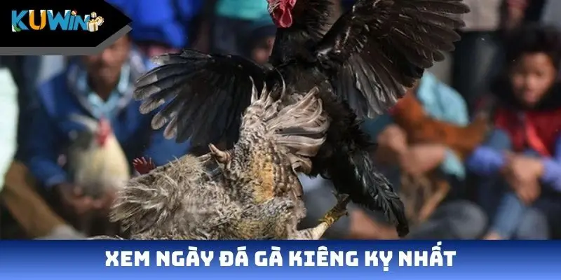 Xem ngày đá gà kiêng kỵ nhất